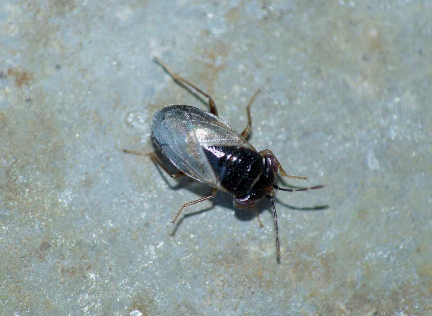 Lygaeidae: Geocoris pallidipennis del Lazio (RM)